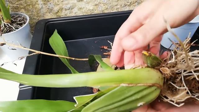 CÓMO CUIDAR ORQUÍDEAS ONCIDIUM - ¡TRASPLANTAR, PUDRICIÓN, FLORACIÓN Y MÁS! смотреть онлайн