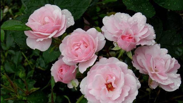 Роза флорибунда Боника - цветущий розовый ковер