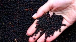 Очень ВКУСНЫЙ чай с имбирем и лимоном. Имбирный чай с лимоном. Имбирный чай рецепт