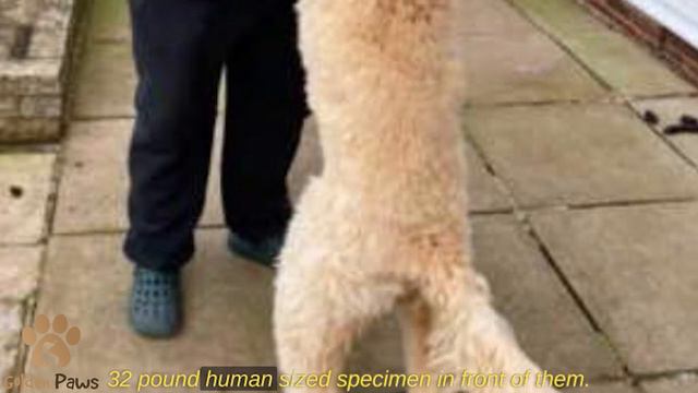 A Couple Took in a Small Puppy and a Year Later are Head Over Heels, An Incredible Story смотреть онлайн