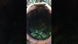Бочковые помидоры в кадке