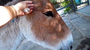 Прогулка в Ростовском ЗООПАРКЕ, где встретили - Носорога,Белого Медведя,Слонов,Обезьян,Верблюда