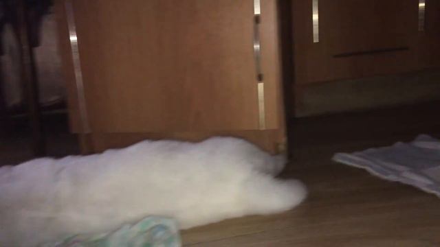 Самоедские гавкалки. щенки самоеда 7.03.20 смотреть онлайн