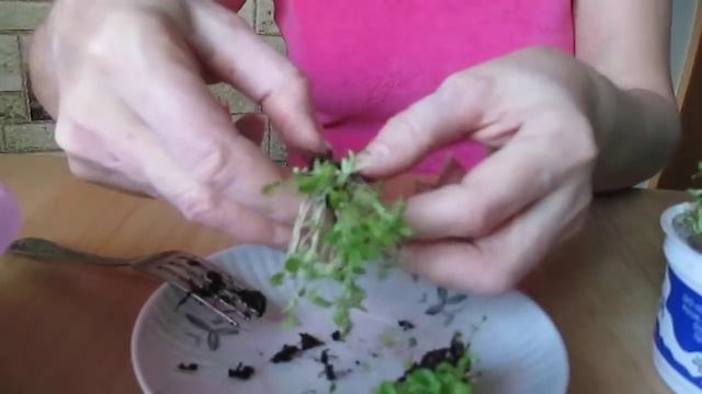 #Лобелия из семян. Пикирование лобелии