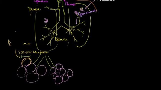 Легкие и дыхательная система  Учебная схема  Khan Academy/ биология