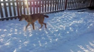 Метисы русской гончей - Лада и Бой. И Няша.