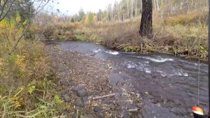 Ловля ХАРИУСА Осенью 2020г ,ЗАСЕКРЕЧЕННАЯ Речка в ТАЙГЕ!/Рыбачим в БОБРОВОЙ Запруде/КАТИТЬСЯ, КЛЮЕТ