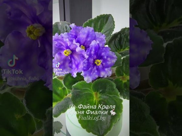 Dn-Файна Краля,  Dn-Рiдзво и химерный спорт Н-Белый Танец