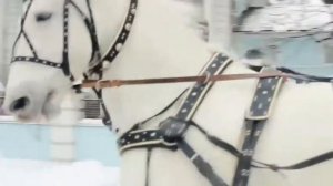 Дед Мороз на оленях лошадях или собаках хаски Москва