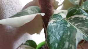 Важный нюанс при покупке черенка вариегатной монстеры