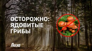 🌲🍄Лучше не трогайте: КАКИЕ ГРИБЫ НЕЛЬЗЯ СОБИРАТЬ и почему😮