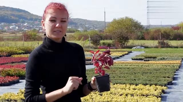 Дерен білий Gouchaultii