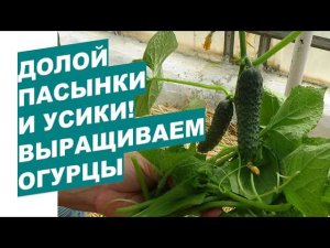 Как мы формируем большой урожай огурцов? Начало. How we create a large harvest of cucumbers