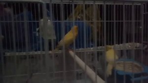 Щегол и Канарейка. Про разведение гибридов.