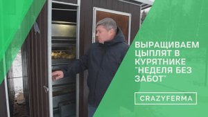 Вырастил бройлера на 400 грамм, потратив 30 минут! Возможно такое_