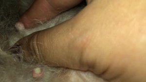 Ложная беременность у собак. Признаки и совет по лечению