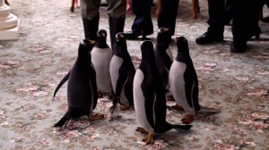 Пингвины мистера Поппера