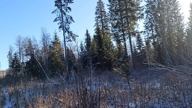 Охота на лося с лайкой загоном. Мороз но лось вышел.Moose Hunting