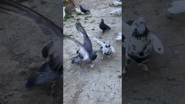 Широкохвостые бакинские голуби смотреть онлайн