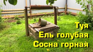 Организация зеленого угла на даче. Голубая ель, горная сосна, туя.