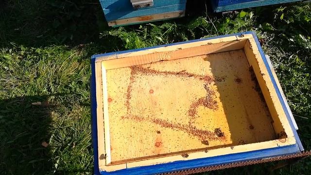 Захреначил клеща. Вариант зимовки. смотреть онлайн