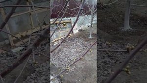 Дюк "Ночка" в Саратове. После зимы 2020-20021.