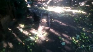 Смотрящая за кормушкой