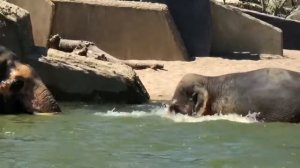 Elephants swimming @Artis Zoo Amsterdam
