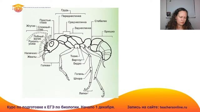 Типы плоские, круглые и кольчатые черви.