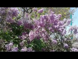 Весна на Лебяжем острове!