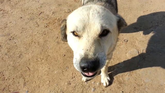 Собака смееться!!!! Собака улыбака!