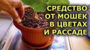 ТЕПЕРЬ ТОЛЬКО ЭТО СРЕДСТВО ИСПОЛЬЗУЮ ОТ МОШЕК И МУШЕК В ДОМАШНИХ ЦВЕТАХ И РАССАДЕ