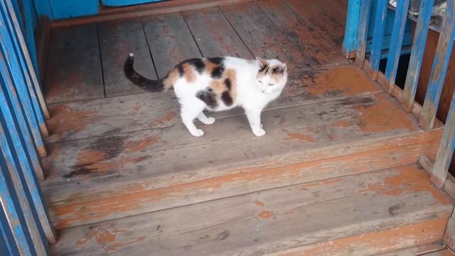 пятнистая кошка смотреть онлайн