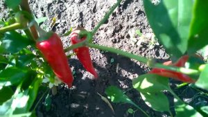 Cayenne pepper. Кайенский острый перец