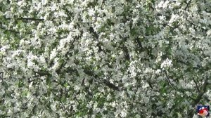 Японский саксафон.Релакс 7..avi