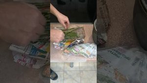 Хранение черенков роз по методу,, буррито". Эксперимент.