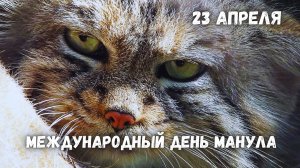 Международный день манула, 23 апреля