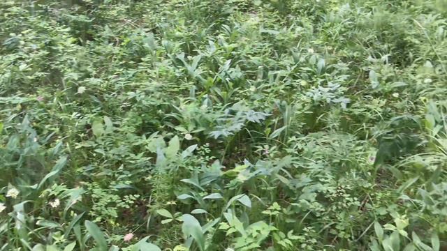 Биотехния на охотугодьях   кормушки для косули   Митсубиши Делика по бездорожью   ночь в Зимовье