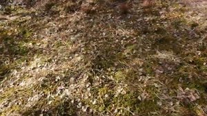 Прицеп для мотособаки на вазовских колесах