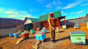 КУПИЛИ ПАСЕКУ НЕ ГЛЯДЯ)). О том как мы покупали пчел.