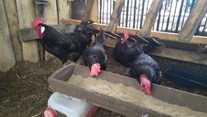 Продаю РАБОЧУЮ семью кур породы Барбезье  3 + 1 // Продаем Молодок Ч.М Марана // С.Х.У