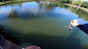 rodio craft 999.9 meister white wolf 62ul-e (дорогой юбилейный)