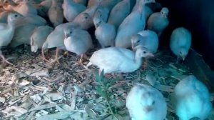 Волжская белая цесарка 1 месяц