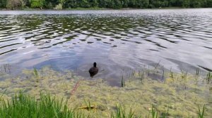 Водоплавающие птицы Краснодарского края. Лысуха