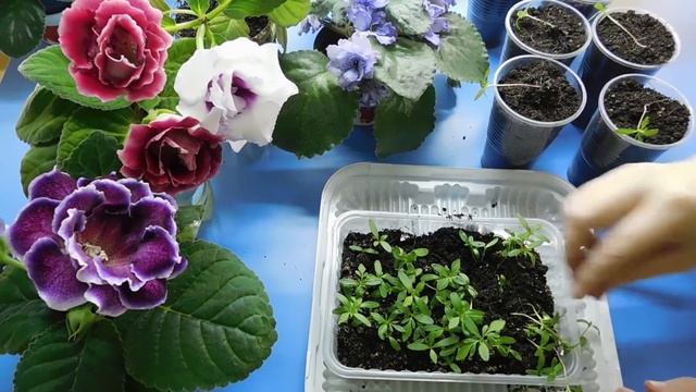 ???КАК ВЫРАСТИТЬ РАССАДУ БАРХАТЦЕВ ! ПРОСТО ДО БЕЗОБРАЗИЯ смотреть онлайн