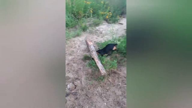 ЯГДТЕРЬЕР. Собака тянет огромное бревно