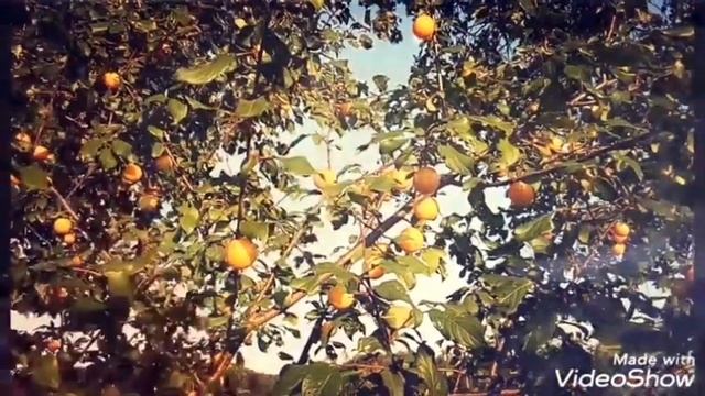 ВОЛШЕБНАЯ ПРИРОДА ВИДЕО С МУЗЫКОЙ смотреть онлайн