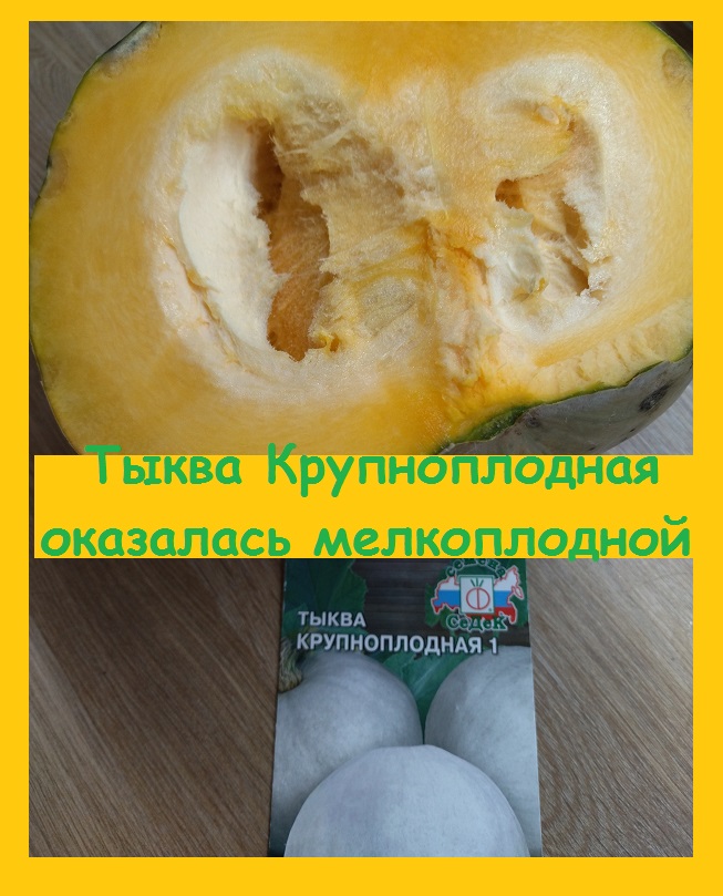 Сорт тыквы "Крупноплодная" - оказался мелкоплодный и нелёжкий, хотя мякоть очень толстая!