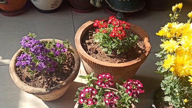 Verbena plant🌱 complete care tips, fertilizer for maximum flowering, potting mix, watering💦pesticid