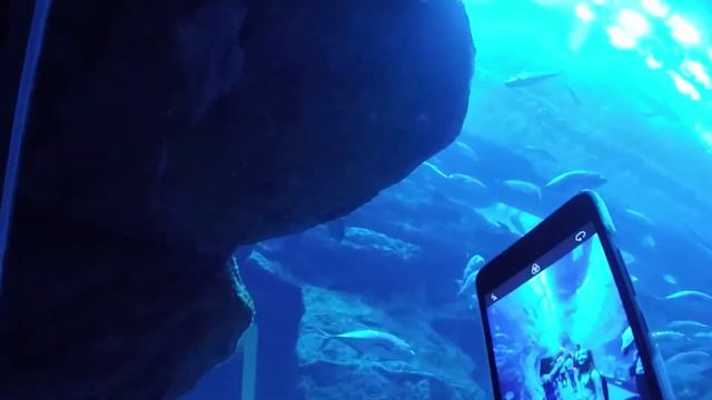 Как мы ходили в лучший магазин в мире! (U-sisters) Шопинг в Дубай Молл / Dubai Mall / Vlog ОАЭ смотреть онлайн